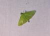 Parotis sp.